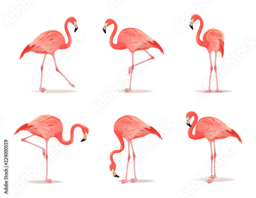 Red and pink flamingo set vector illustration. Can be used as pattern or fashion print on fabric. Cool exotic bird in different poses decorative design elements collection. Flamingo Isolated on white © MarySan