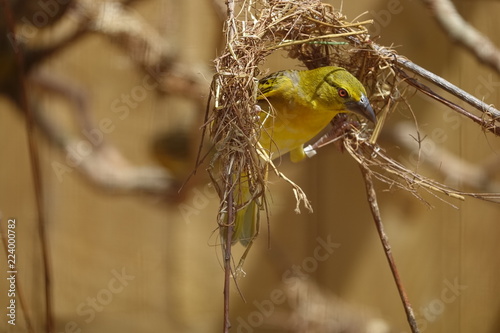 Weaver bird-01