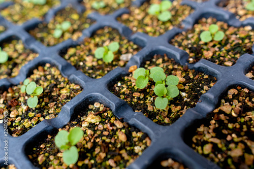 Obraz w ramie パンジーの発芽（Pansy germination）