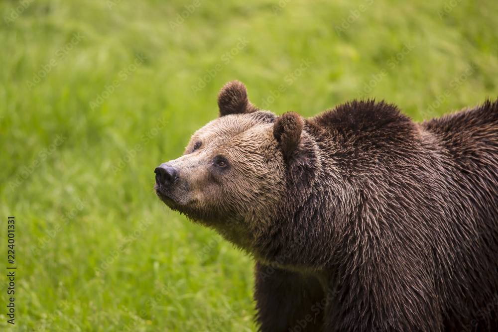 Close up meeting with strong bear (Ursus arctos). Green background in nature habitat. Wildlife scene. Close up meeting with strong bear (Ursus arctos). Green background in nature habitat. Wildlife scene.