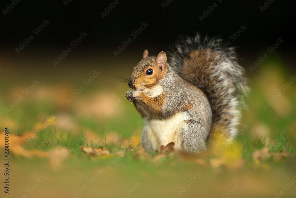 Close up of a cute grey squirrel eating nuts Close up of a cute grey squirrel eating nuts