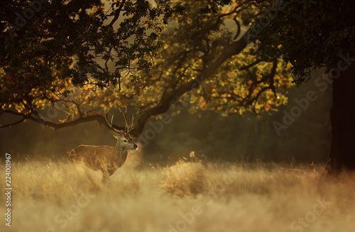 Red deer stag in early morning light