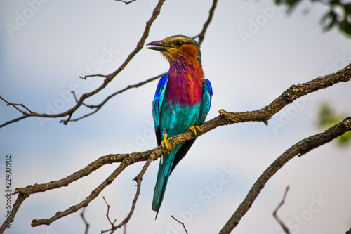 Colorful bird sitting on branch