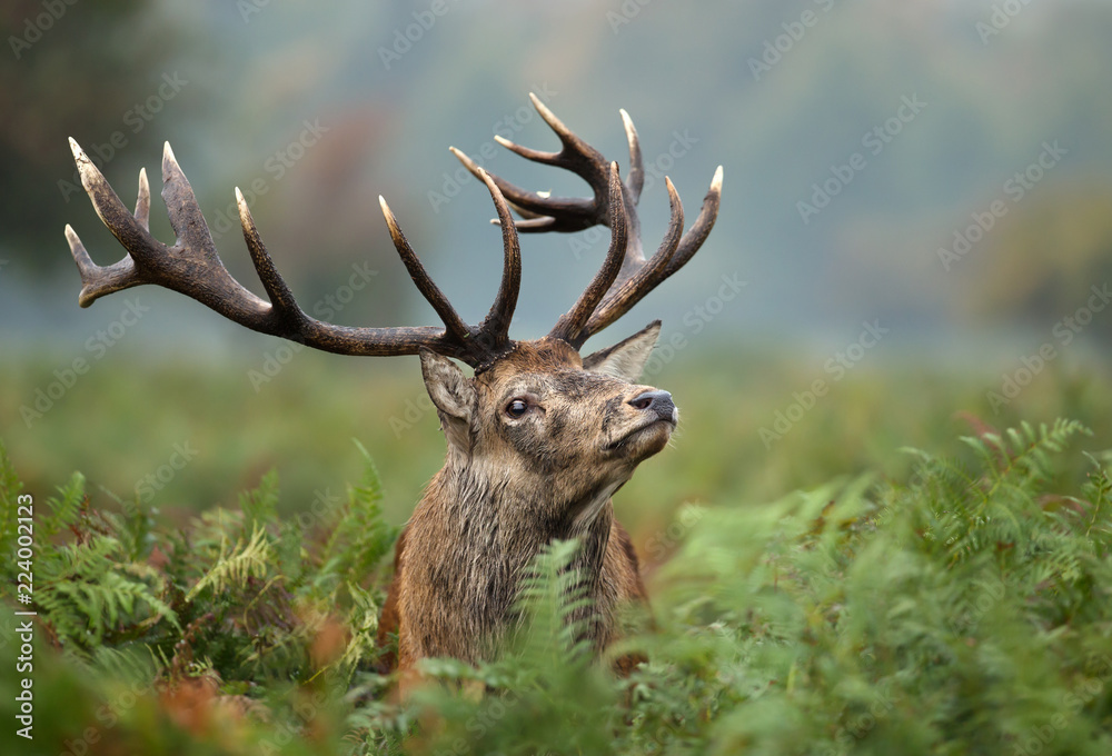 Naklejka premium Portrait of a red deer stag