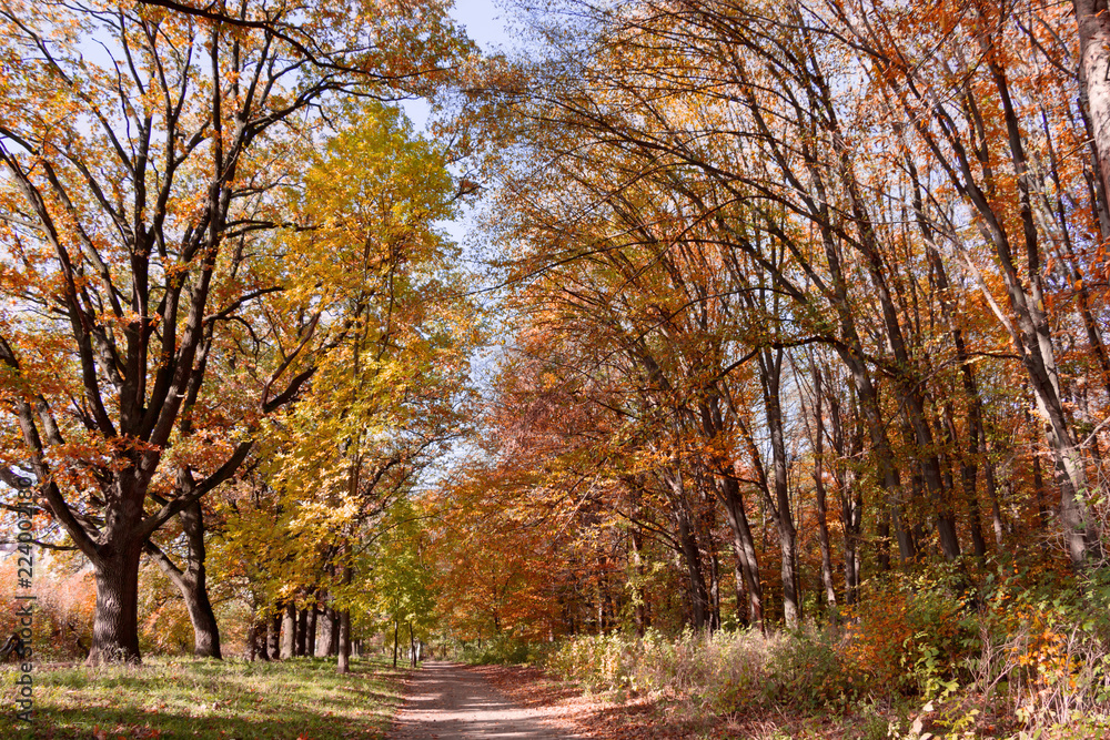 Autumn forest backgound.Landscape with trees , dry leaves, road through the forest Autumn forest backgound.Landscape with trees , dry leaves, road through the forest