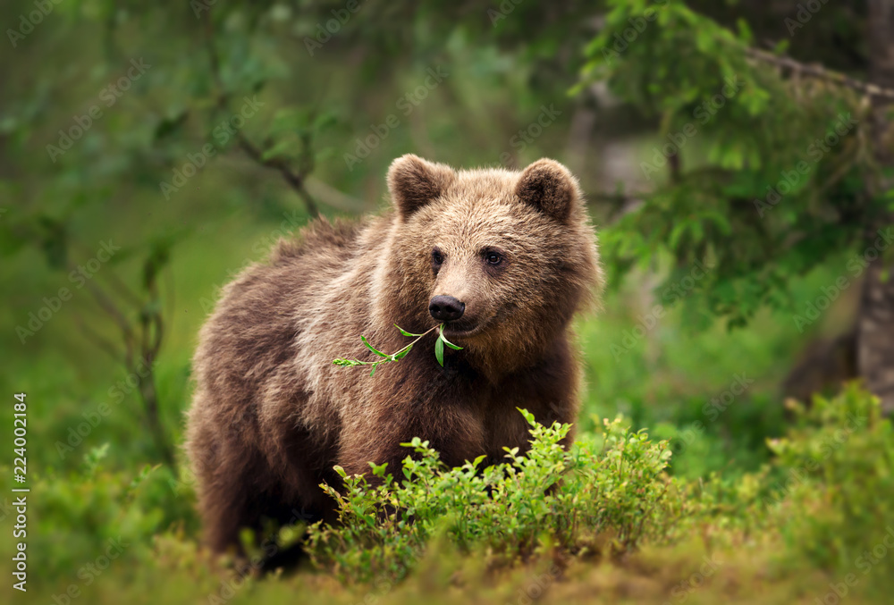 European brown bear eating grass and branches in forest European brown bear eating grass and branches in forest