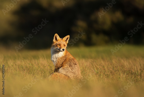 Red fox sitting on a sunny day © giedriius