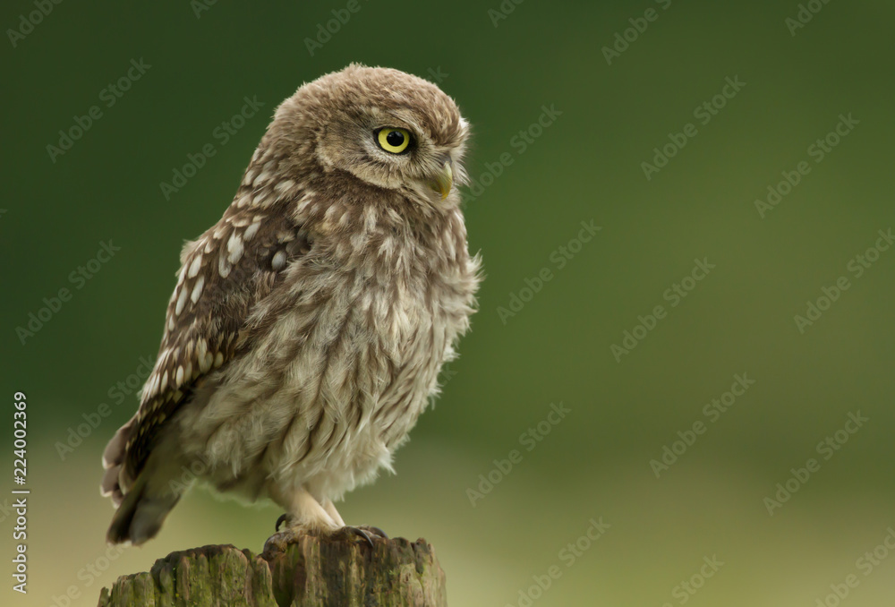 Fototapeta premium Juvenile little owl perching on a wooden post