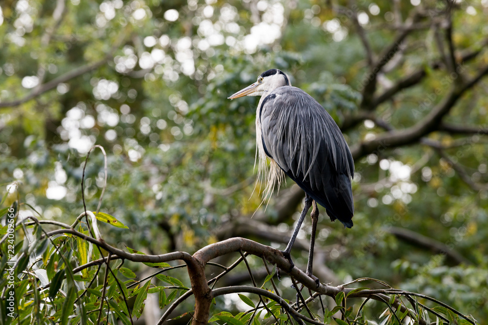 Fototapeta premium Grey Heron at rest in tree
