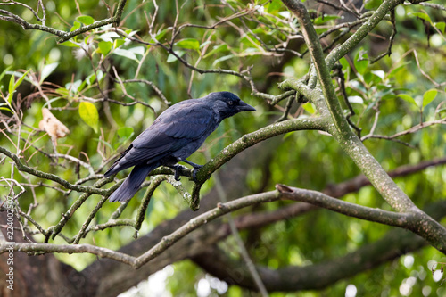 Raven in tree