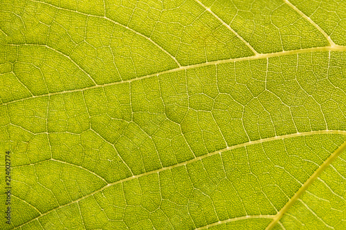 close up texture of green bright grape leaf