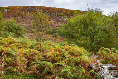 Glenborrodale Nature Reserve photo