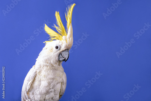 A very nice white cockatoo parrot on the blue background. photo