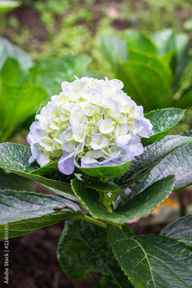 Hydrangea Macrophylla flower