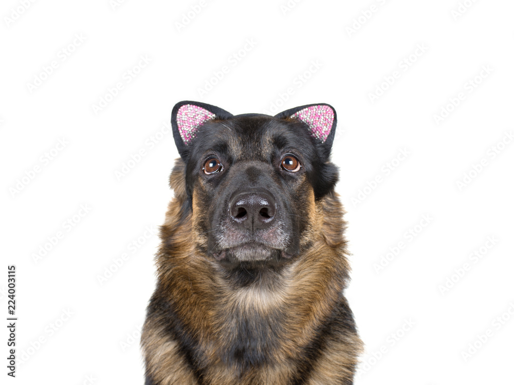 Cute funny German shepherd wearing a cat ear headband as a dog wearing a cat disguise (isolated on white, selective focus on the dog nose)