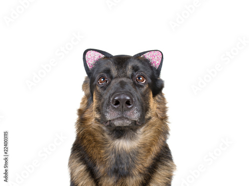 Cute funny German shepherd wearing a cat ear headband as a dog wearing a cat disguise  isolated on white  selective focus on the dog nose 