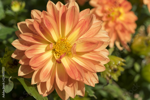 Fototapeta Naklejka Na Ścianę i Meble -  Nahaufnahme einer orangenen Dahlienblüte