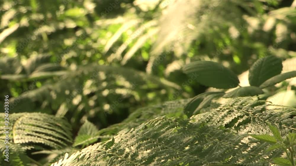 ruisseau en sous bois