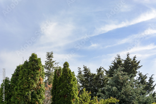 Background with trees top against colorful blue sky. © CLement