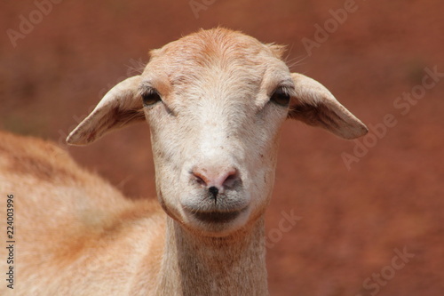 Fotografija portrait of a cheep