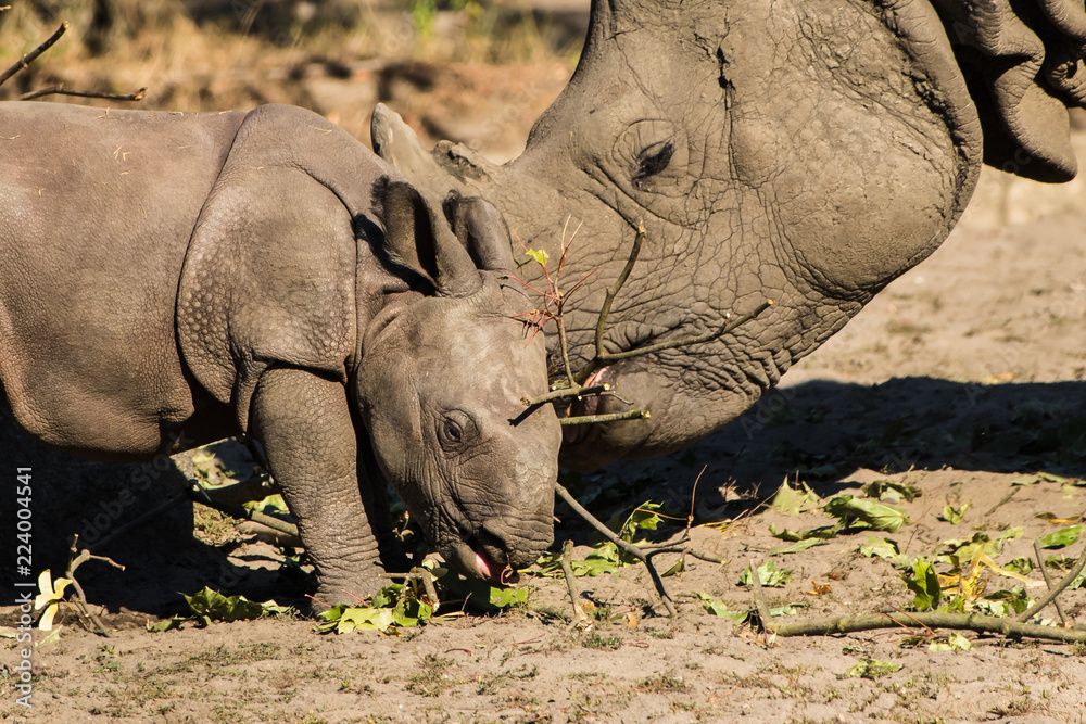 Fototapeta premium A newborn baby Rhino with mother at the Berlin Zoo.
