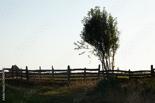 silhouette of alone tree near rustic wooden fence, rural landscape