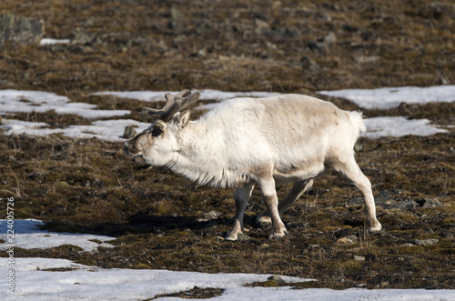 Renne du Spitzberg, Renne de Svalbard, Rangifer tarandus platyrhynchus, Spitzberg, Svalbard, Norvège photo