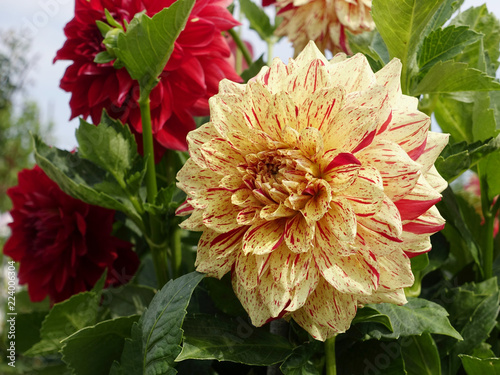 Fototapeta Naklejka Na Ścianę i Meble -  Dahlias, summer and autumn flowers. 