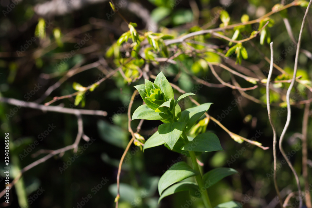 The young plant is drawn to the sunlight The young plant is drawn to the sunlight