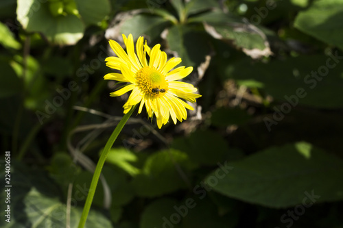 the bee collects the nectar on a yellow flower