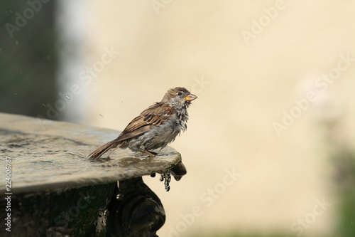 badender Vogel