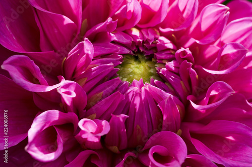 Fototapeta Naklejka Na Ścianę i Meble -  Makroaufnahme einer pinken Dahlienblüte