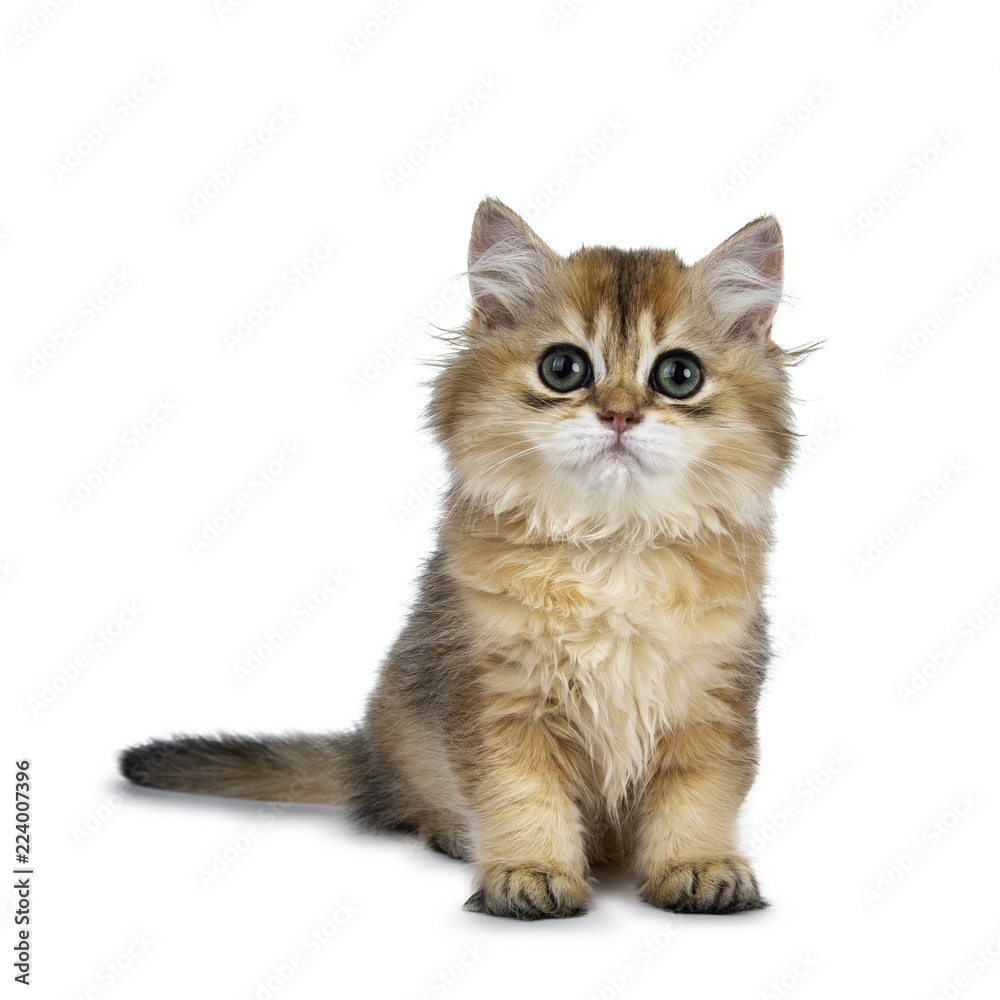 Excellent golden British Shorthair cat kitten sitting front side, looking at lens with big green eyes, isolated on white background