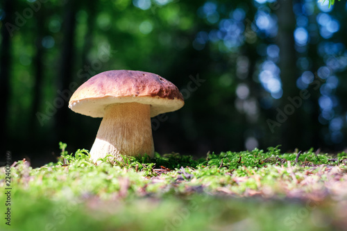 Big white mushroom in summer forest. Nature landscape photography
