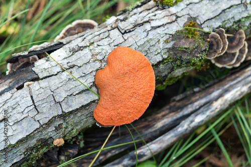 Fotografi Naturally bright orange bracket polypore fungus on a fallen log with other types of fungi visible in the background