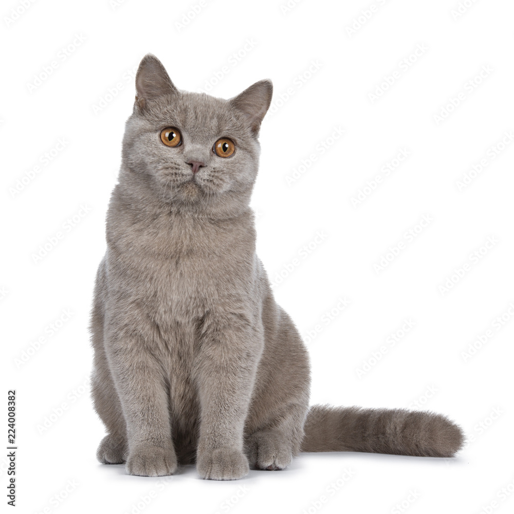 Pretty young solid cinnamon British Shorthair cat sitting facing front, looking beside camera with orange eyes, isolated on white background