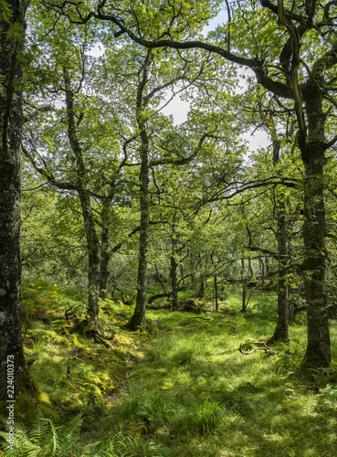 Woodland Glade