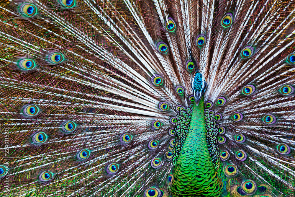 Fototapeta premium Portrait of wild male peacock with fanned colorful train. Green Asiatic peafowl display tail with blue and gold iridescent feather. Natural eyespots plumage pattern, exotic tropical birds background.