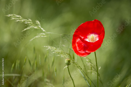 Fototapeta Naklejka Na Ścianę i Meble -  Mohnblume im Feld