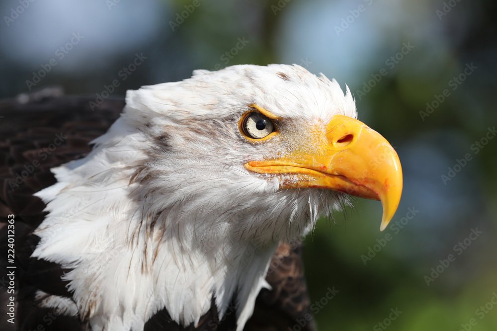 Obraz premium Close up of an American Bald Eagle