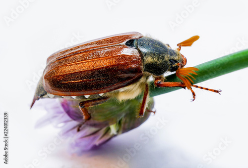 Beetle cockchafer 7 © CaptionFLINT