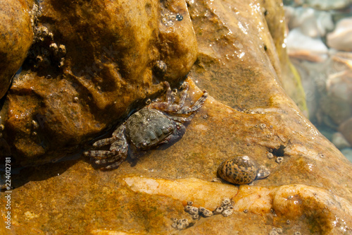 Small sea crab on stone