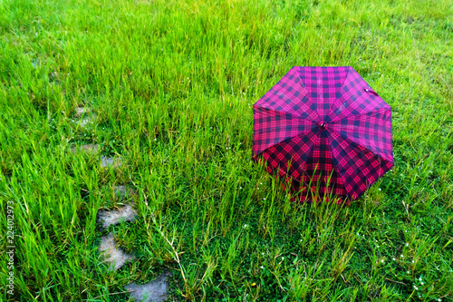 Spread the umbrella on green grass