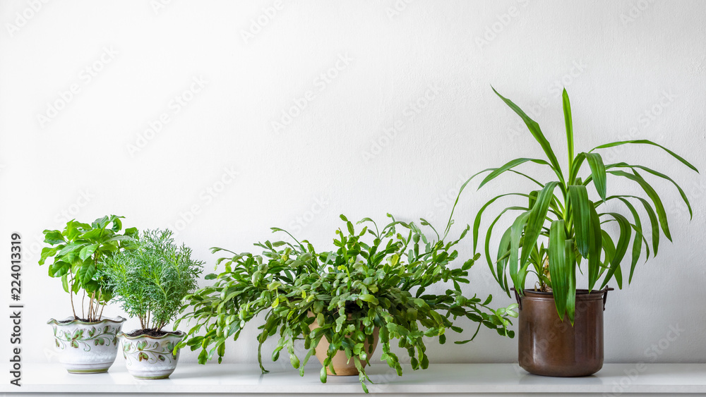 Various house plants in different pots against white wall. Indoor potted plants background with copy space. Modern room decoration.