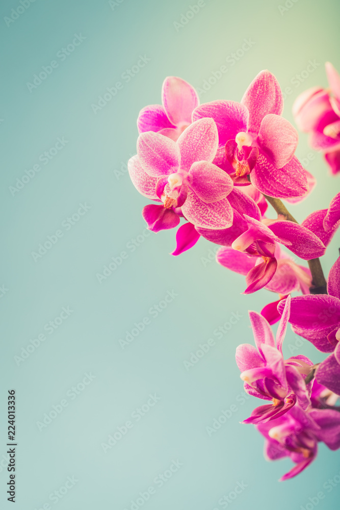 Fototapeta premium Greeting card concept design with Pink Phalaenopsis or Moth dendrobium Orchid flowers over blue. Floral background with copy space for text. Selective focus