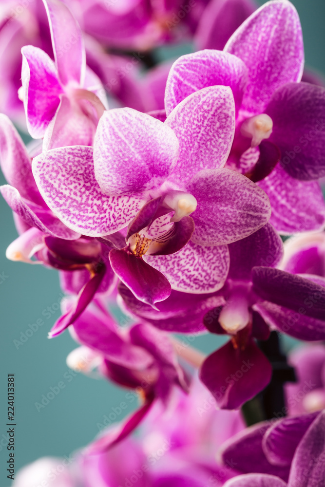 Pink Phalaenopsis or Moth dendrobium Orchid flowers over blue. Floral background. Greeting card concept design with copy space for text. Selective focus Pink Phalaenopsis or Moth dendrobium Orchid flowers over blue. Floral background. Greeting card concept design with copy space for text. Selective focus