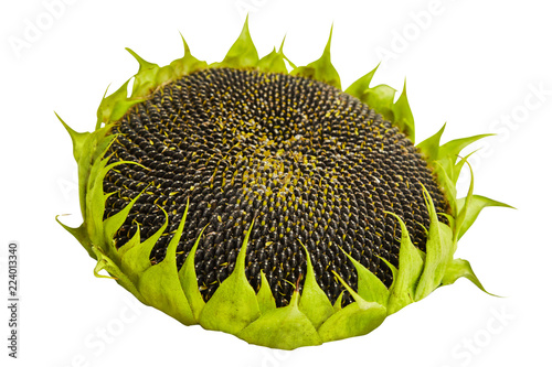 Sunflower with ripe seeds isolated on white background