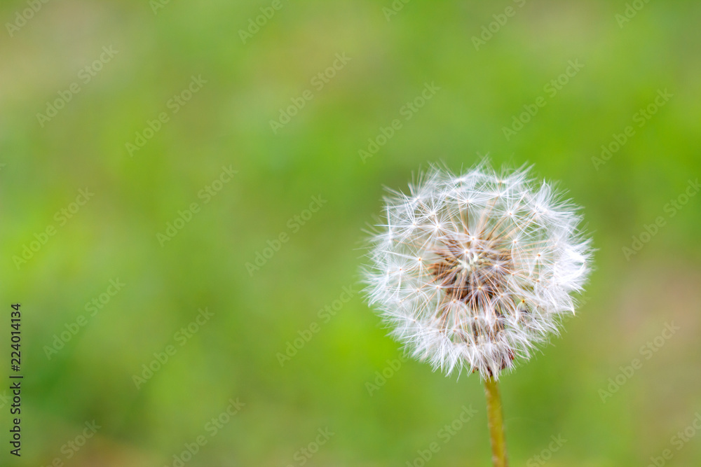 fluffy white dandelion on green background