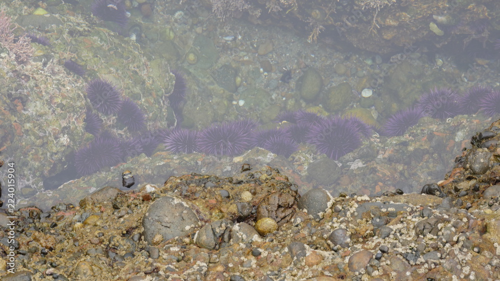 Purple sea urchins with rocks in the ocean