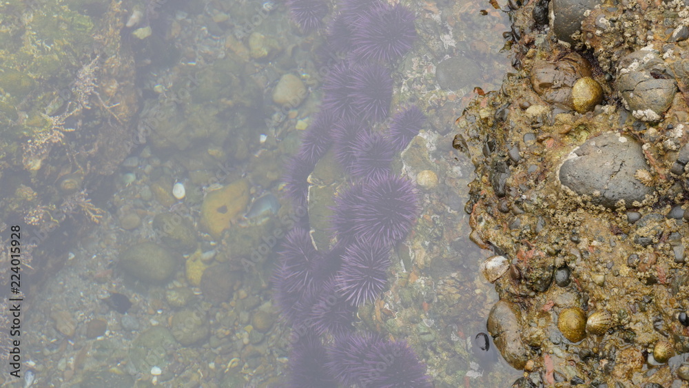 Purple sea urchins with rocks in the ocean Purple sea urchins with rocks in the ocean